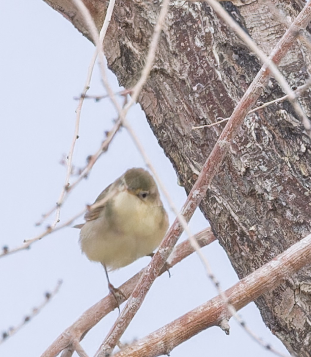 Phylloscopus sp. - ML623521961