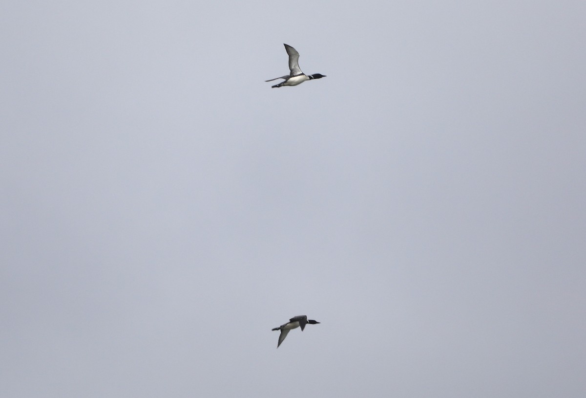 Common Loon - ML623521990
