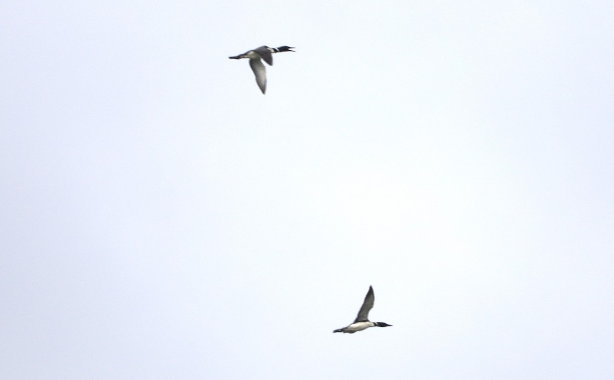Common Loon - ML623521991