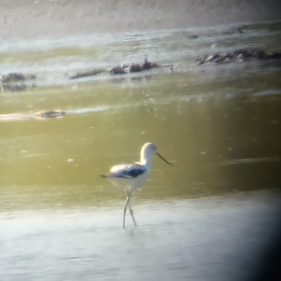 American Avocet - ML623522001