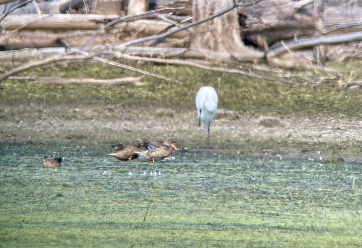 Northern Shoveler - ML623522012