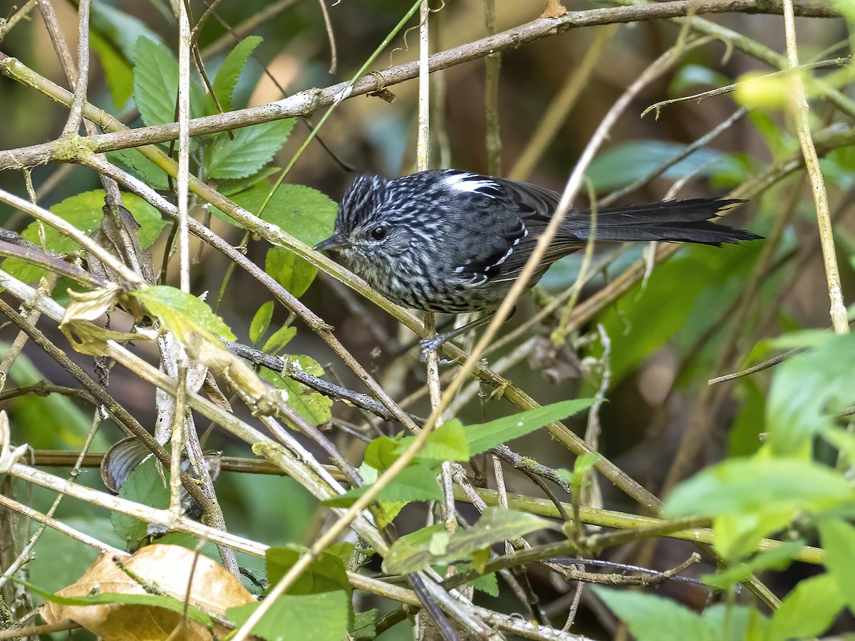 Dusky-tailed Antbird - ML623522021