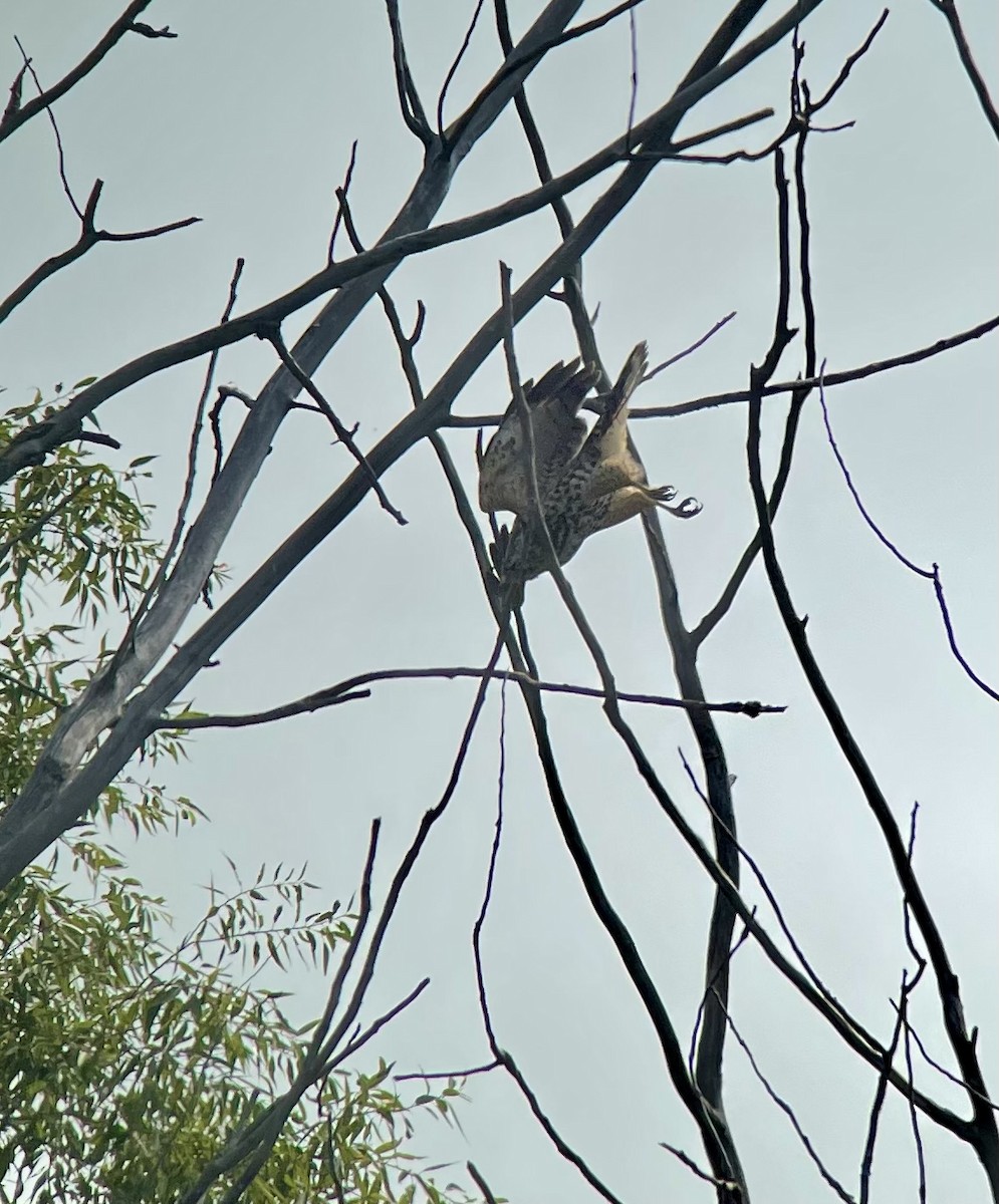 Red-shouldered Hawk (lineatus Group) - ML623522022