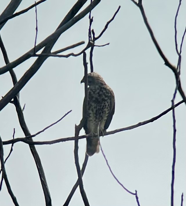 Red-shouldered Hawk (lineatus Group) - ML623522023