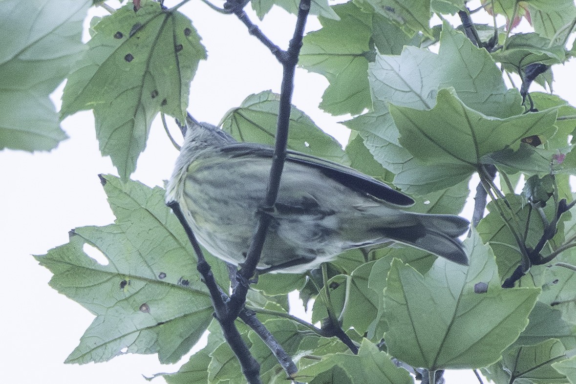 Yellow-rumped Warbler - Scott Fraser