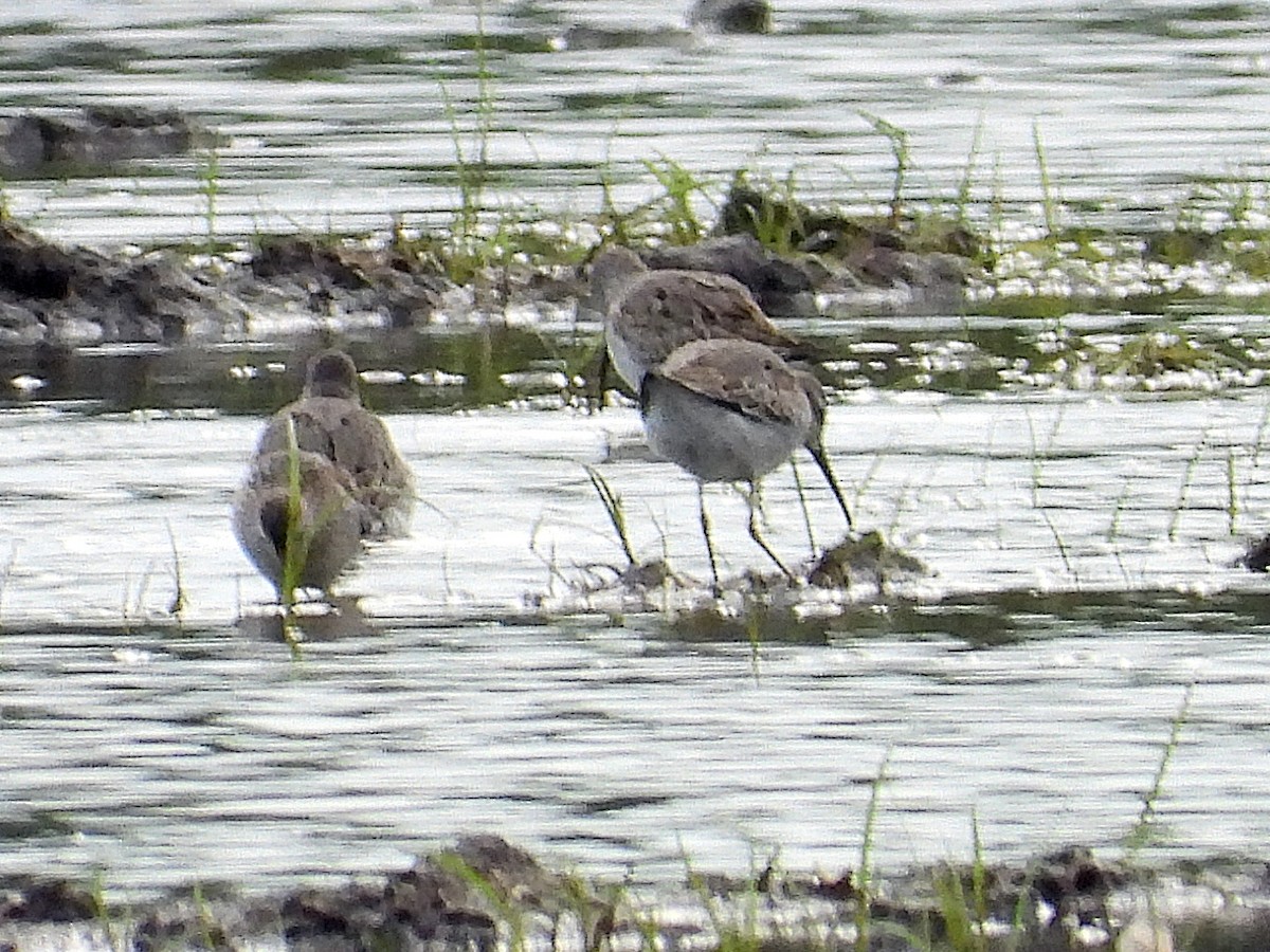 Stilt Sandpiper - Michael Musumeche