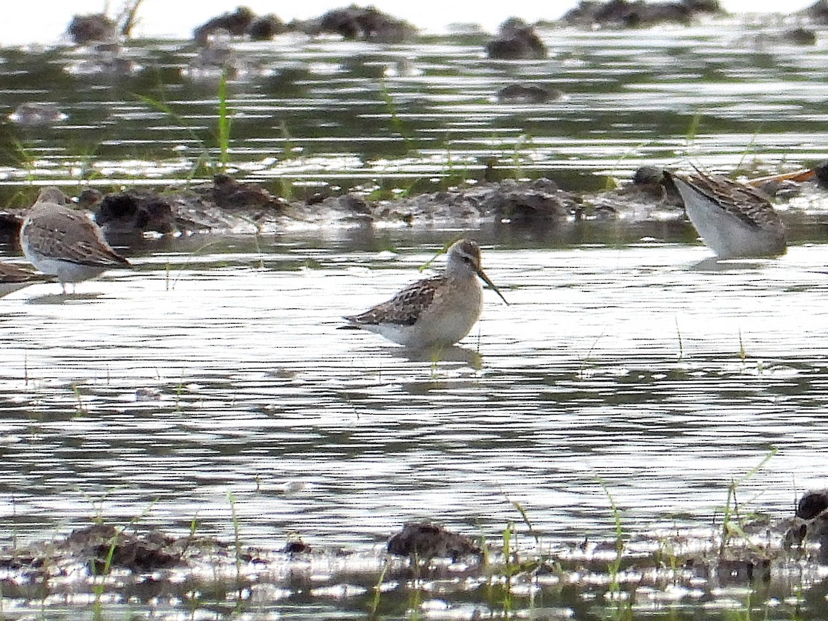 Stilt Sandpiper - ML623522100