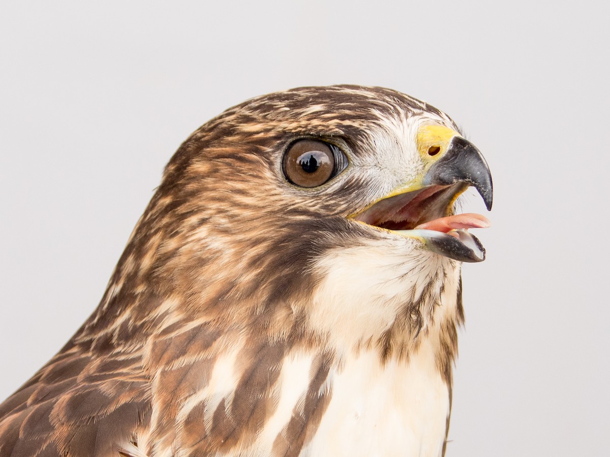 Broad-winged Hawk - ML623522137