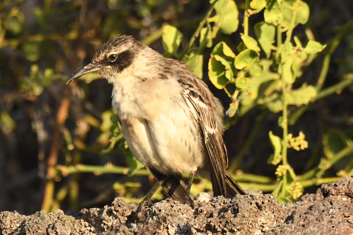 Galapagos Mockingbird - ML623522140