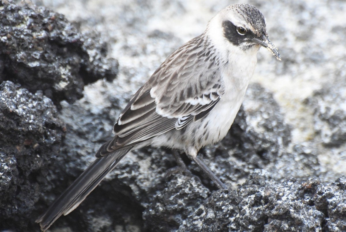 Galapagos Mockingbird - ML623522144