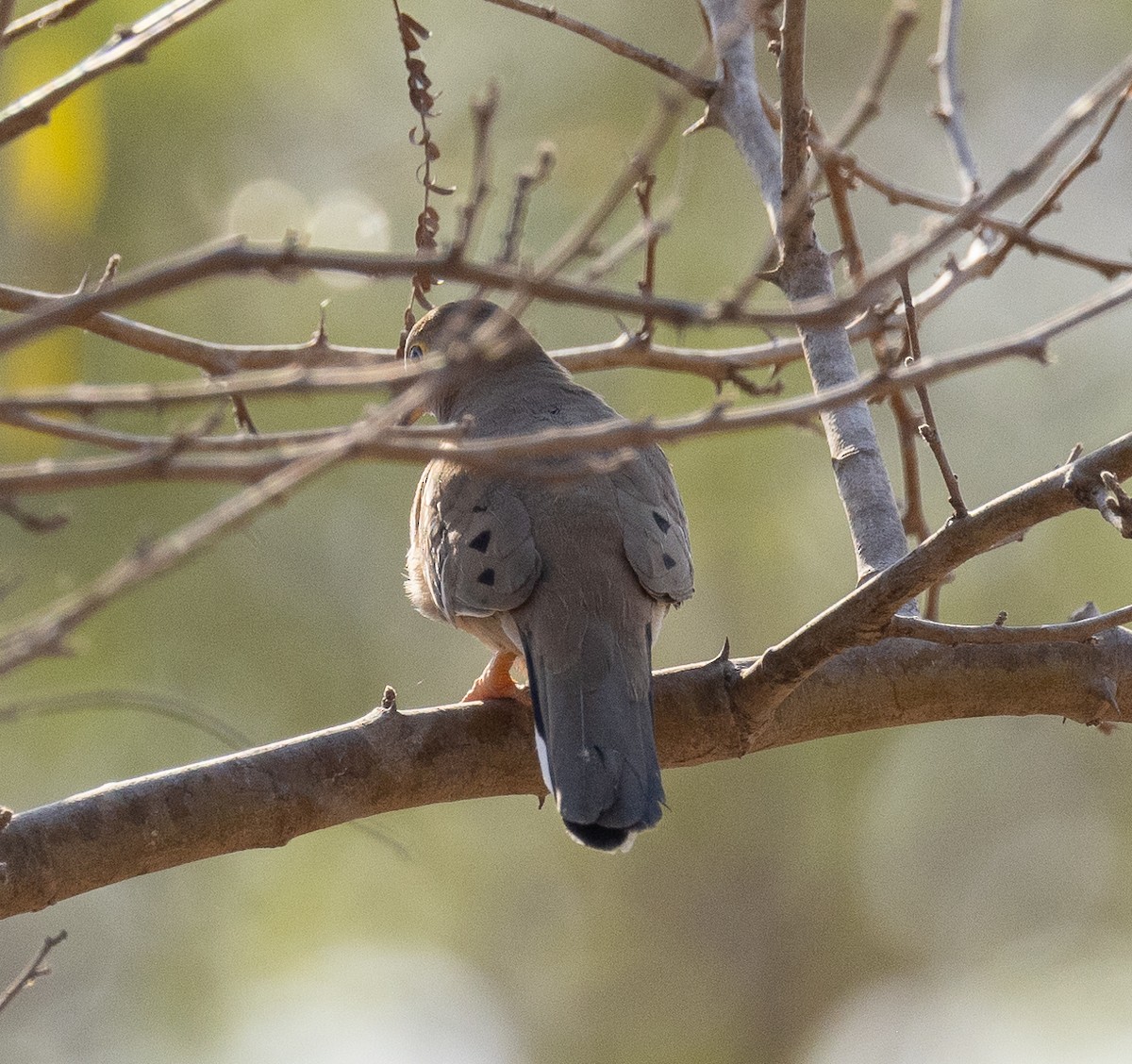 Long-tailed Ground Dove - ML623522170