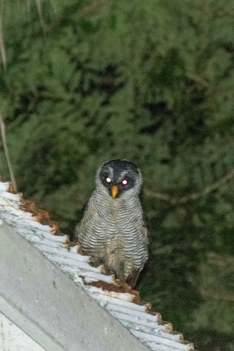 Black-and-white Owl - ML623522262