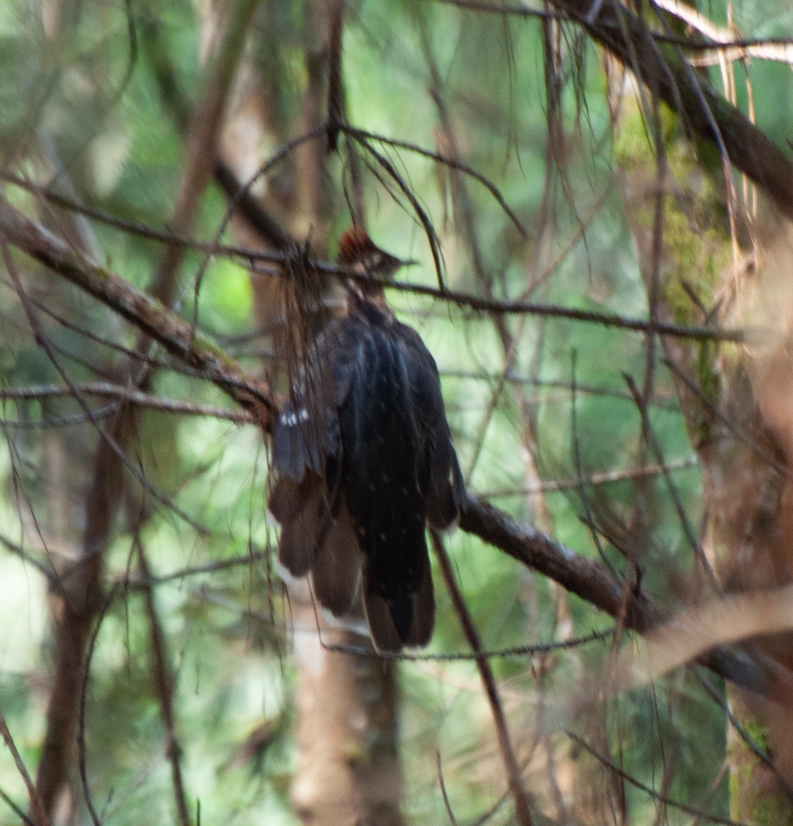 Pheasant Cuckoo - ML623522362