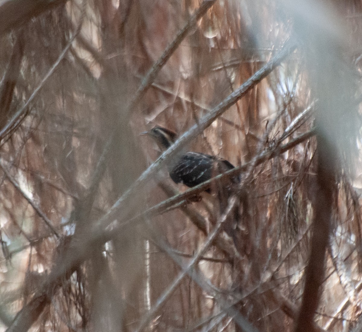 Pheasant Cuckoo - ML623522363