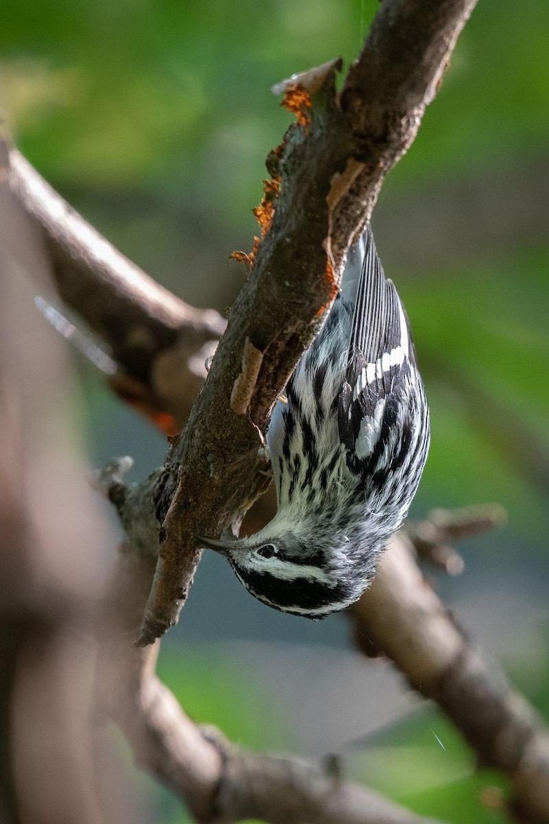 Black-and-white Warbler - ML623522368