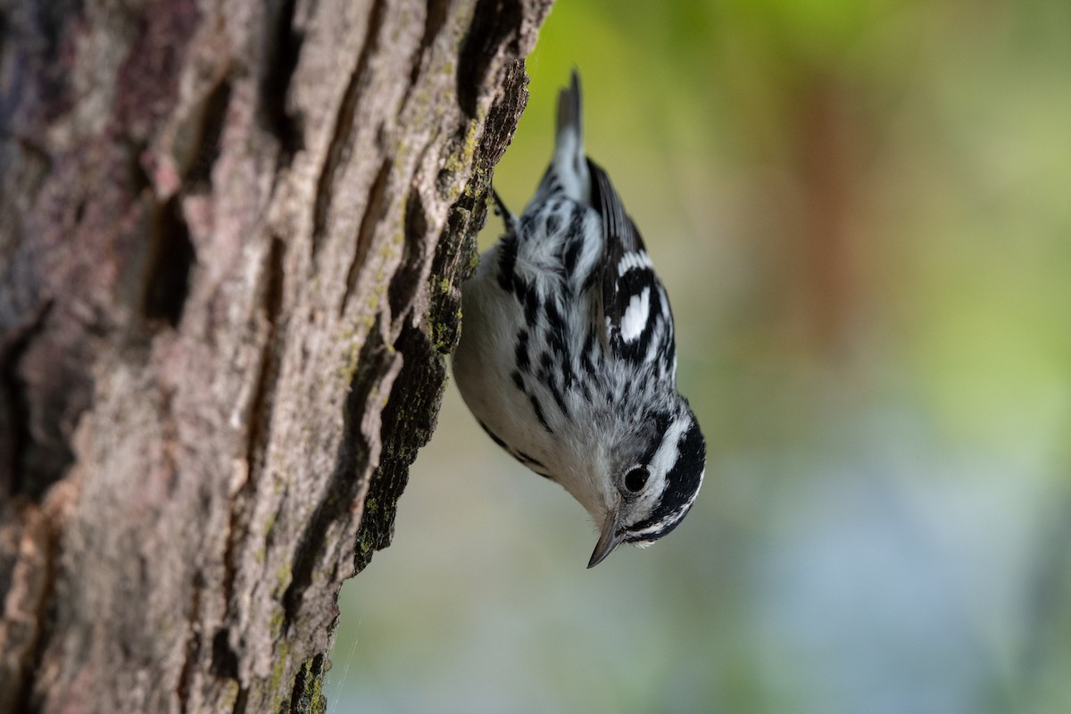 Black-and-white Warbler - ML623522369