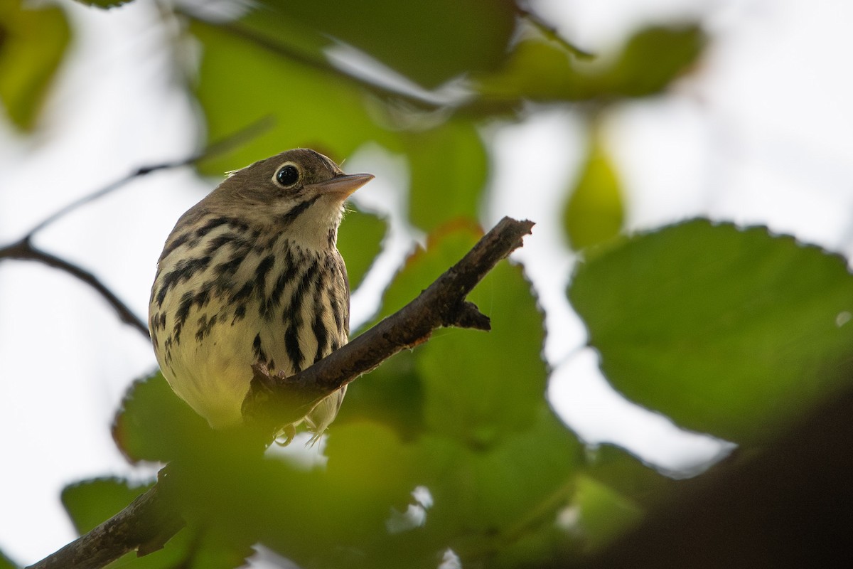 Ovenbird - ML623522372