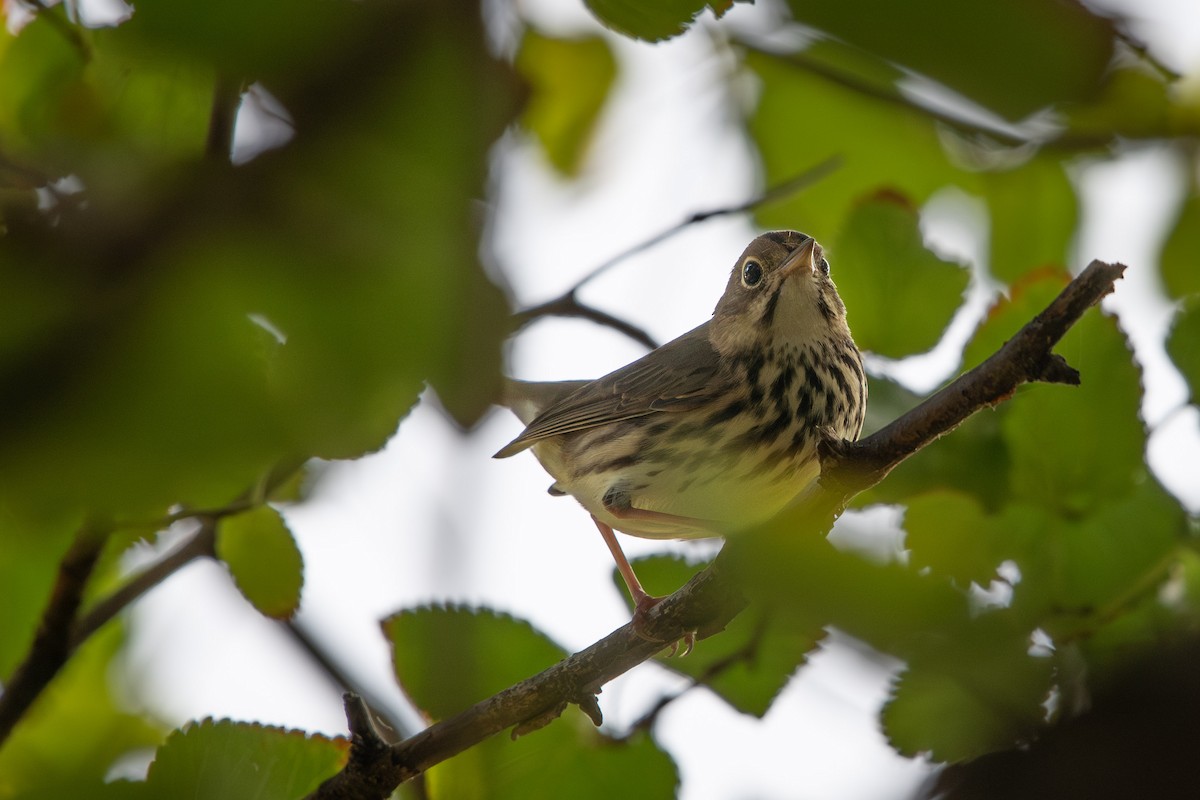 Ovenbird - ML623522373