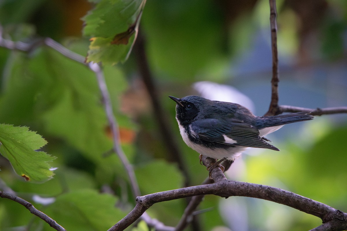 Black-throated Blue Warbler - ML623522381