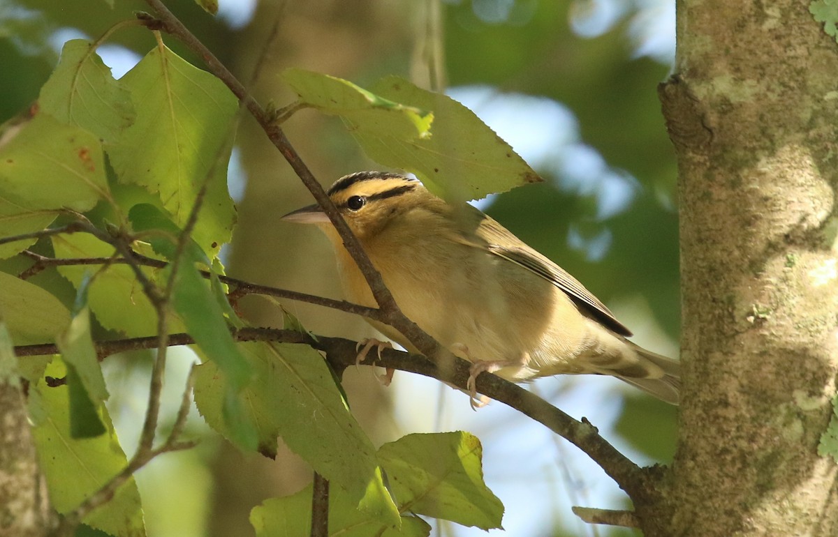 Worm-eating Warbler - ML623522435