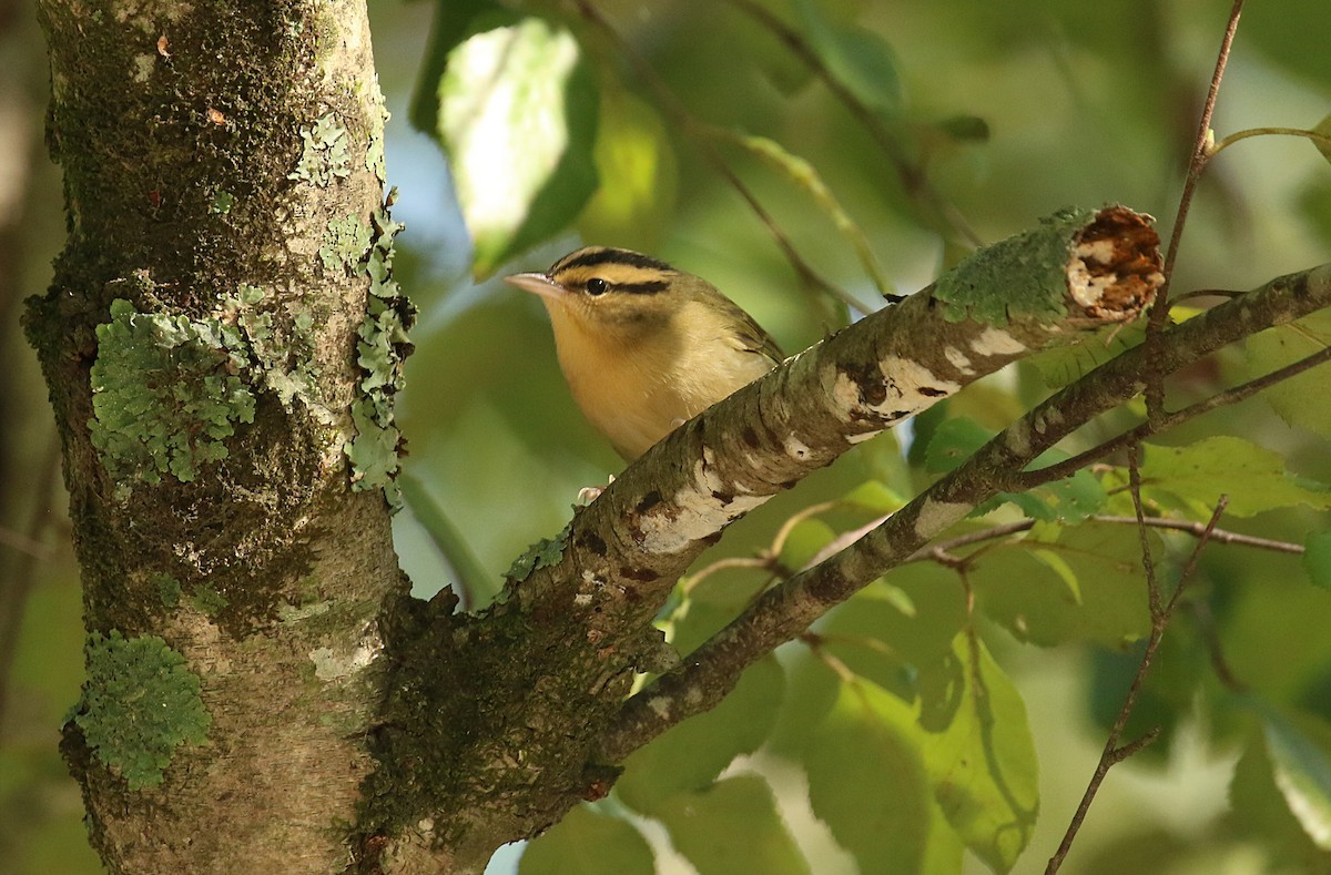 Worm-eating Warbler - ML623522436