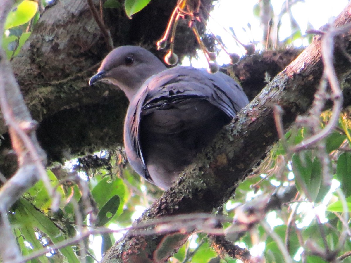 Plumbeous Pigeon - ML623522527