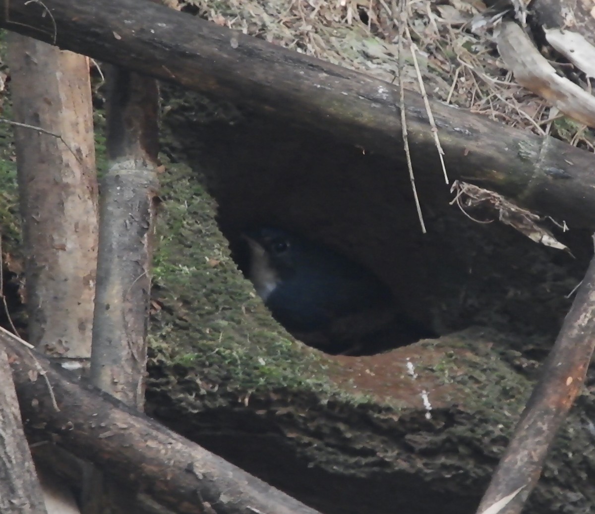 White-breasted Tapaculo - ML623522535