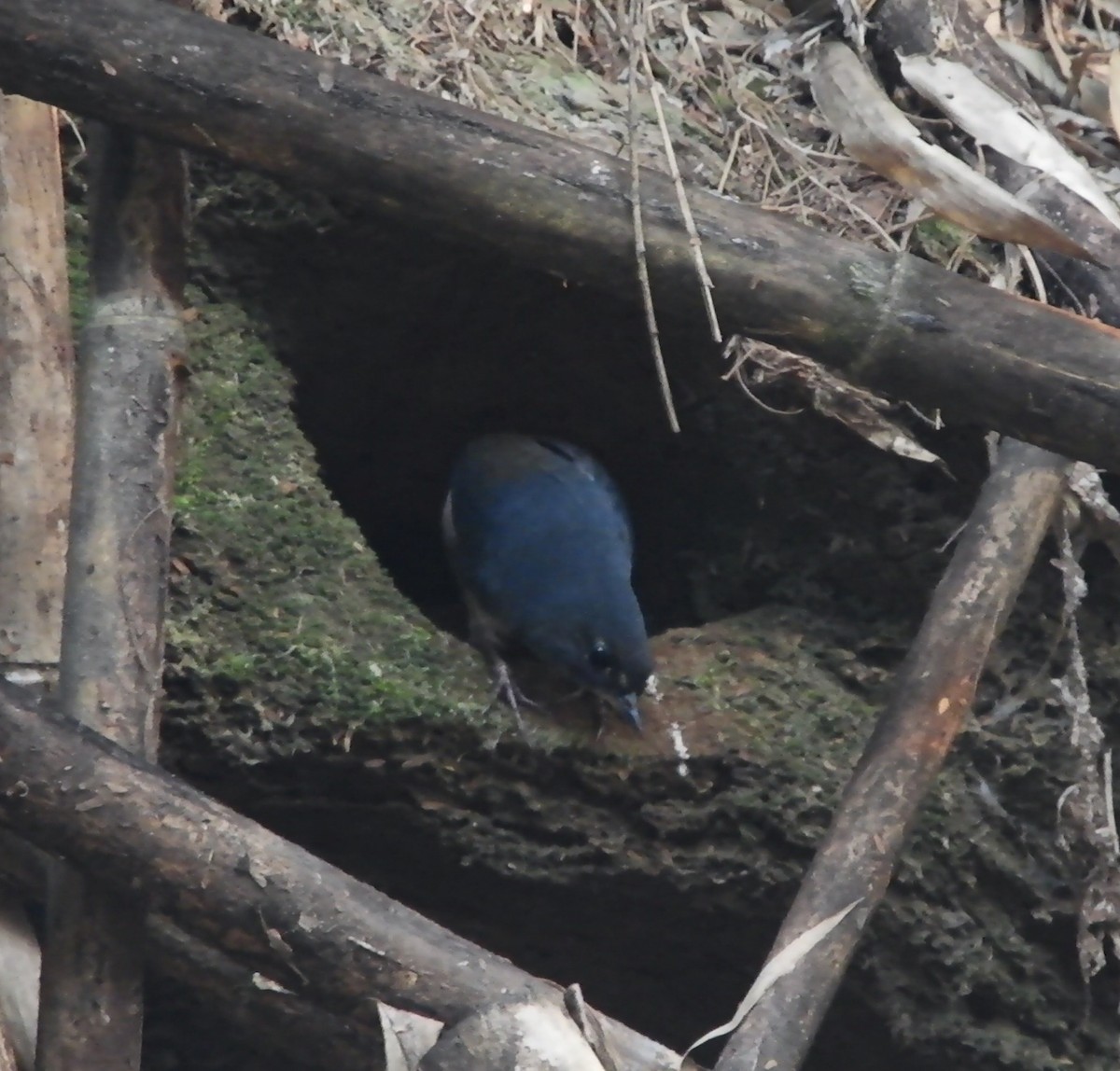 White-breasted Tapaculo - ML623522536