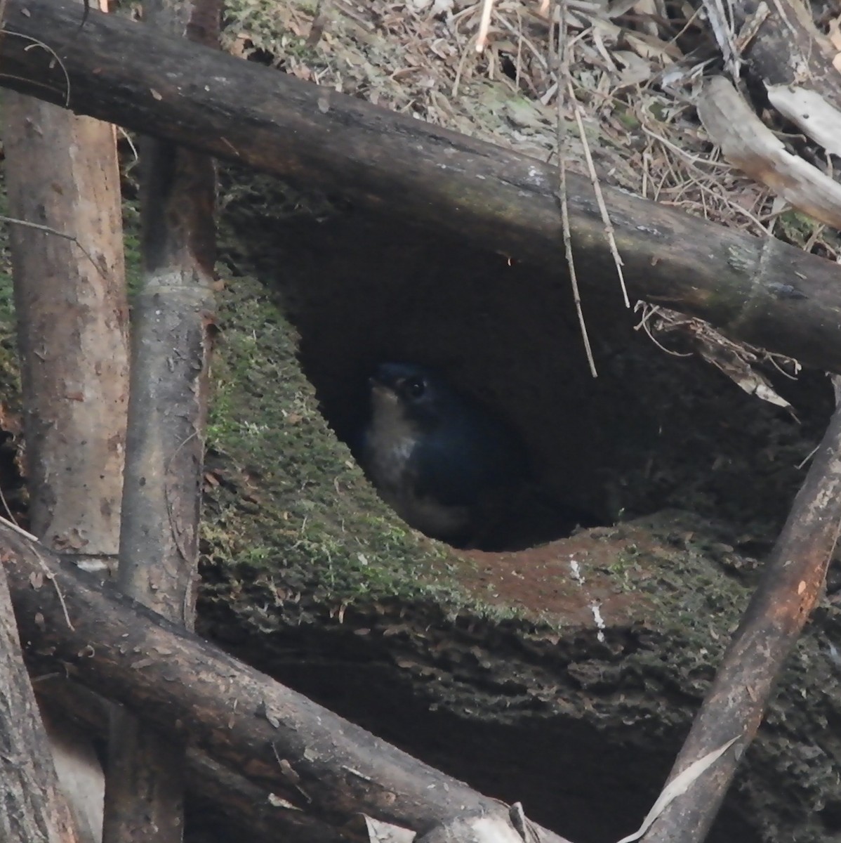 White-breasted Tapaculo - Alan Hentz