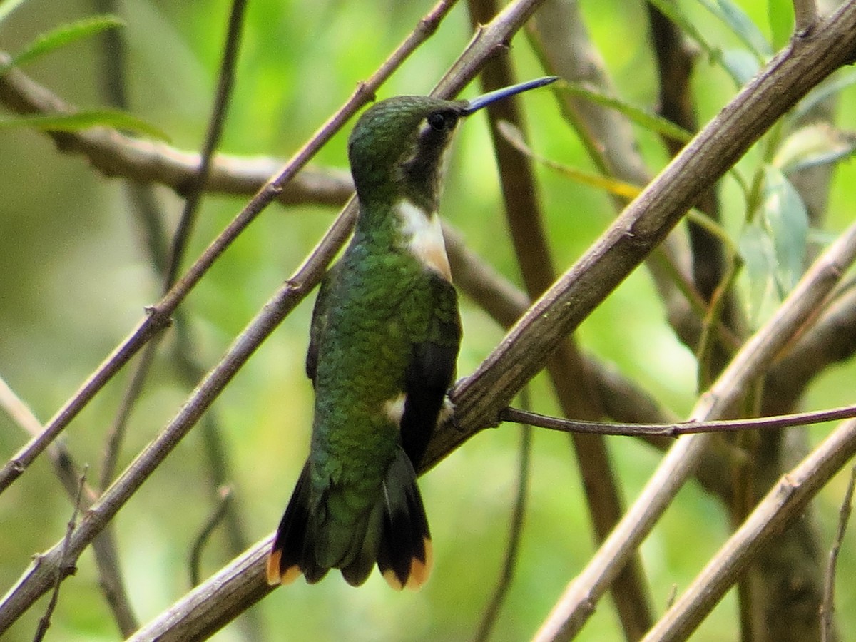 Colibrí Amatista - ML623522546