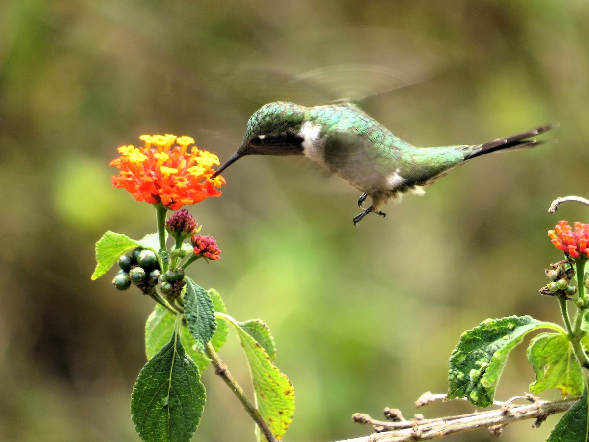 Colibrí Amatista - ML623522547