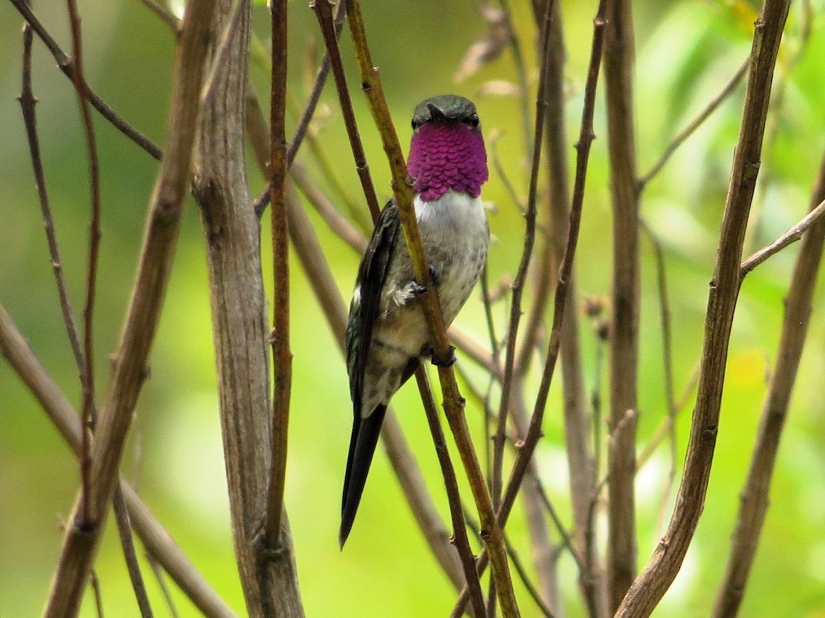 Colibrí Amatista - ML623522548