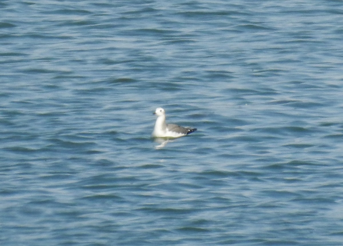 Sabine's Gull - ML623522625