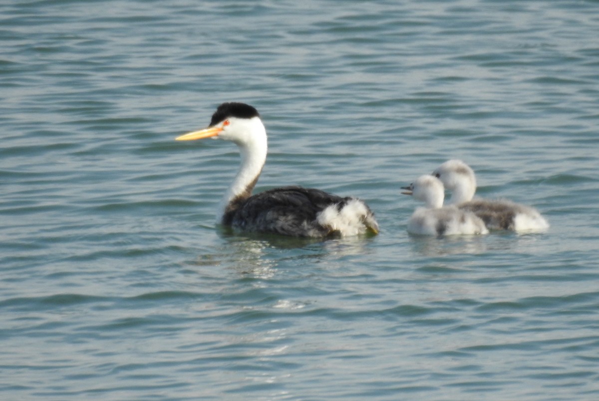 Clark's Grebe - ML623522649