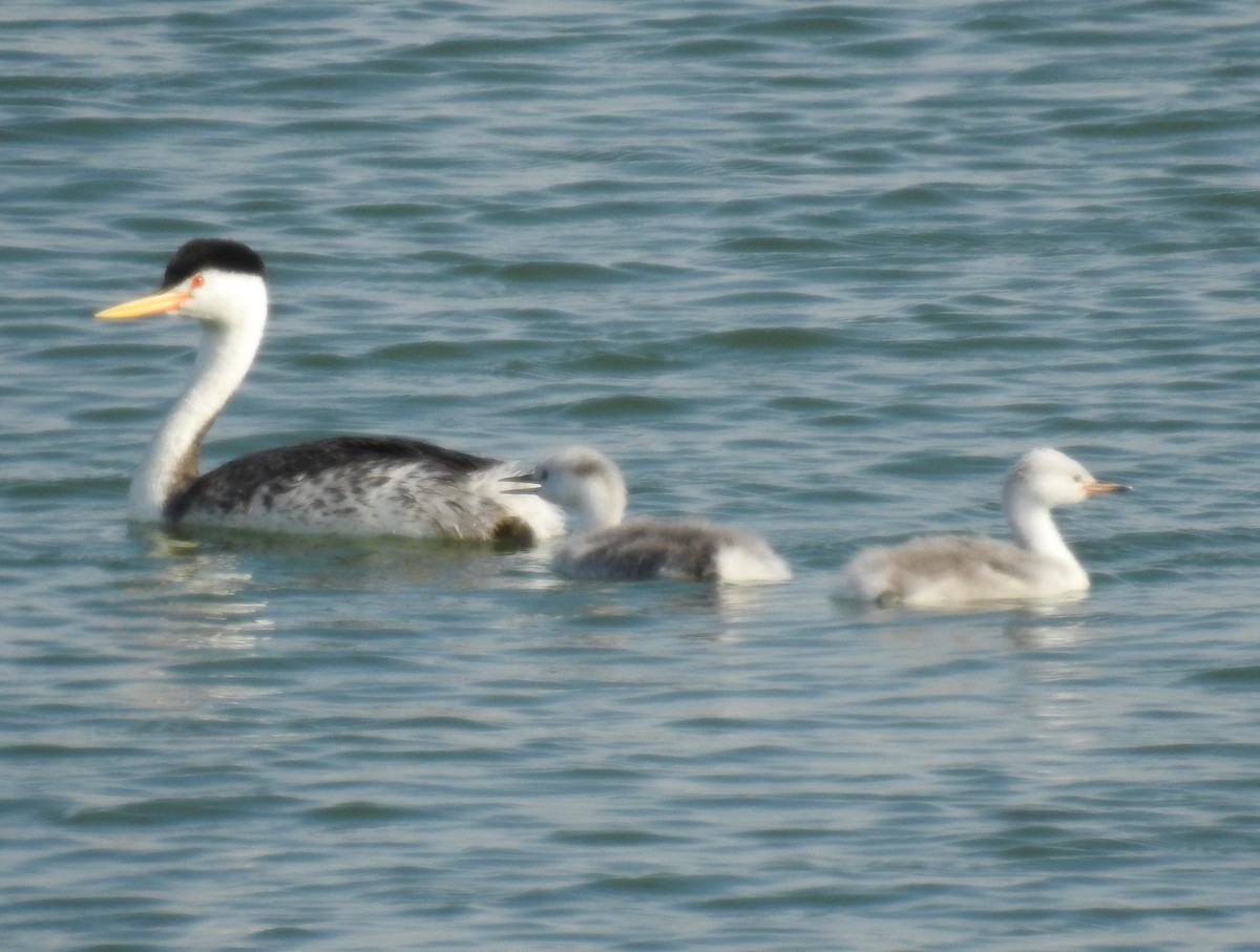 Clark's Grebe - ML623522650