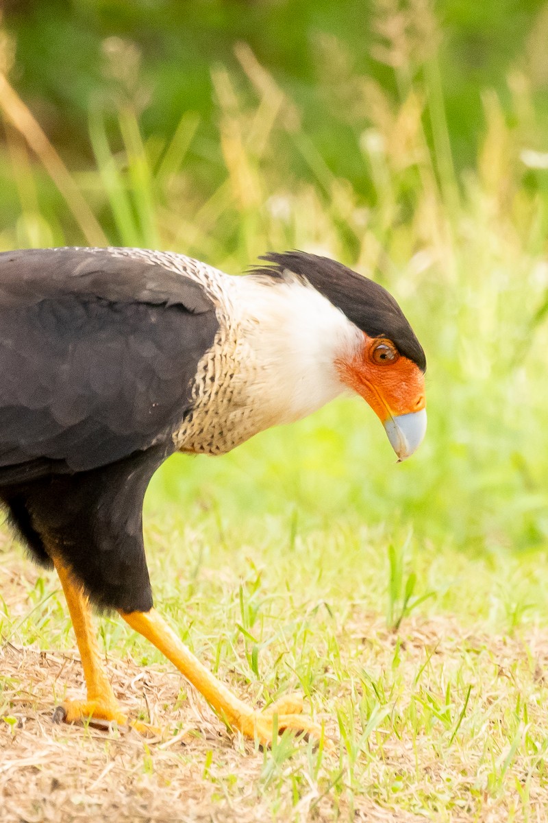 Crested Caracara (Northern) - ML623522660