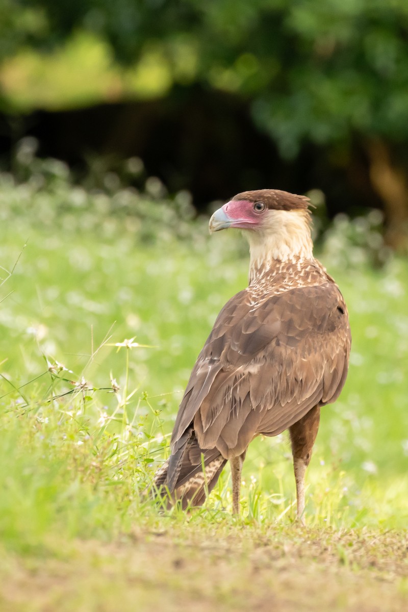 Crested Caracara (Northern) - ML623522662