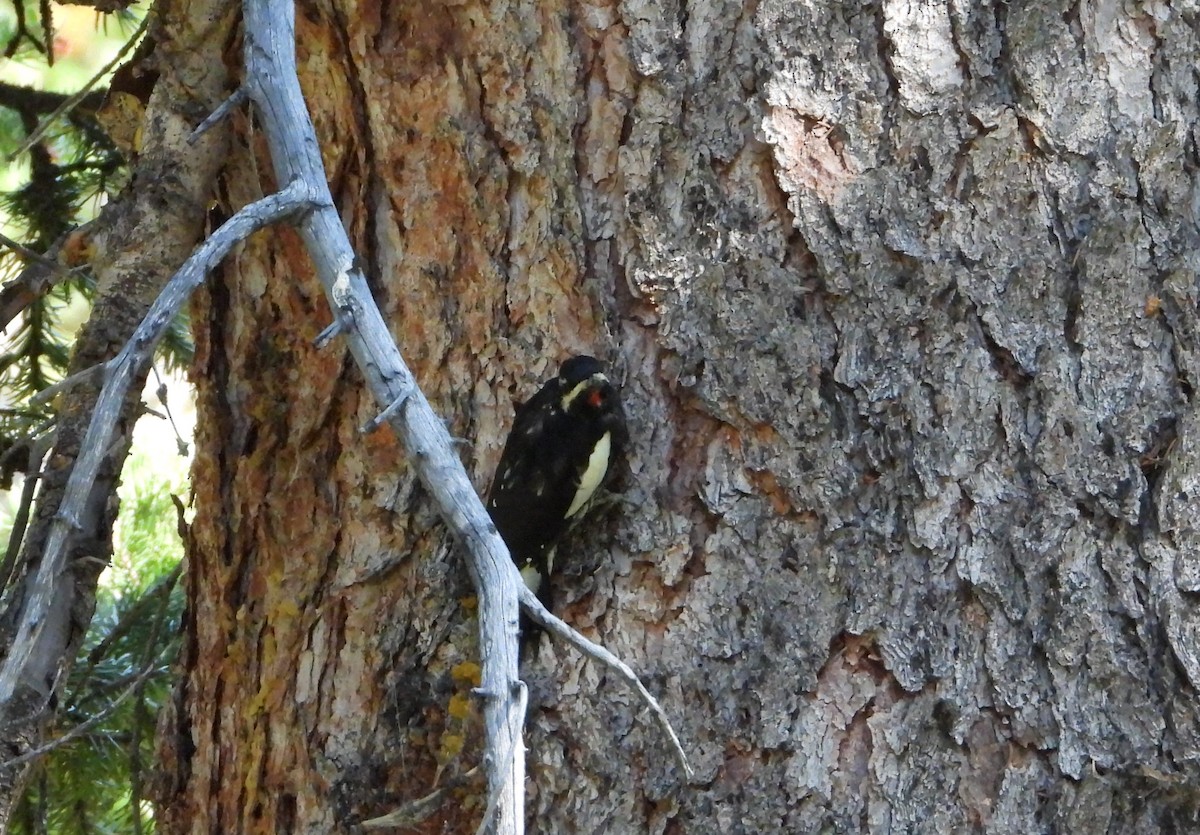 Williamson's Sapsucker - ML623522696