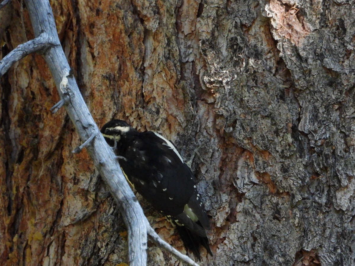 Williamson's Sapsucker - ML623522697