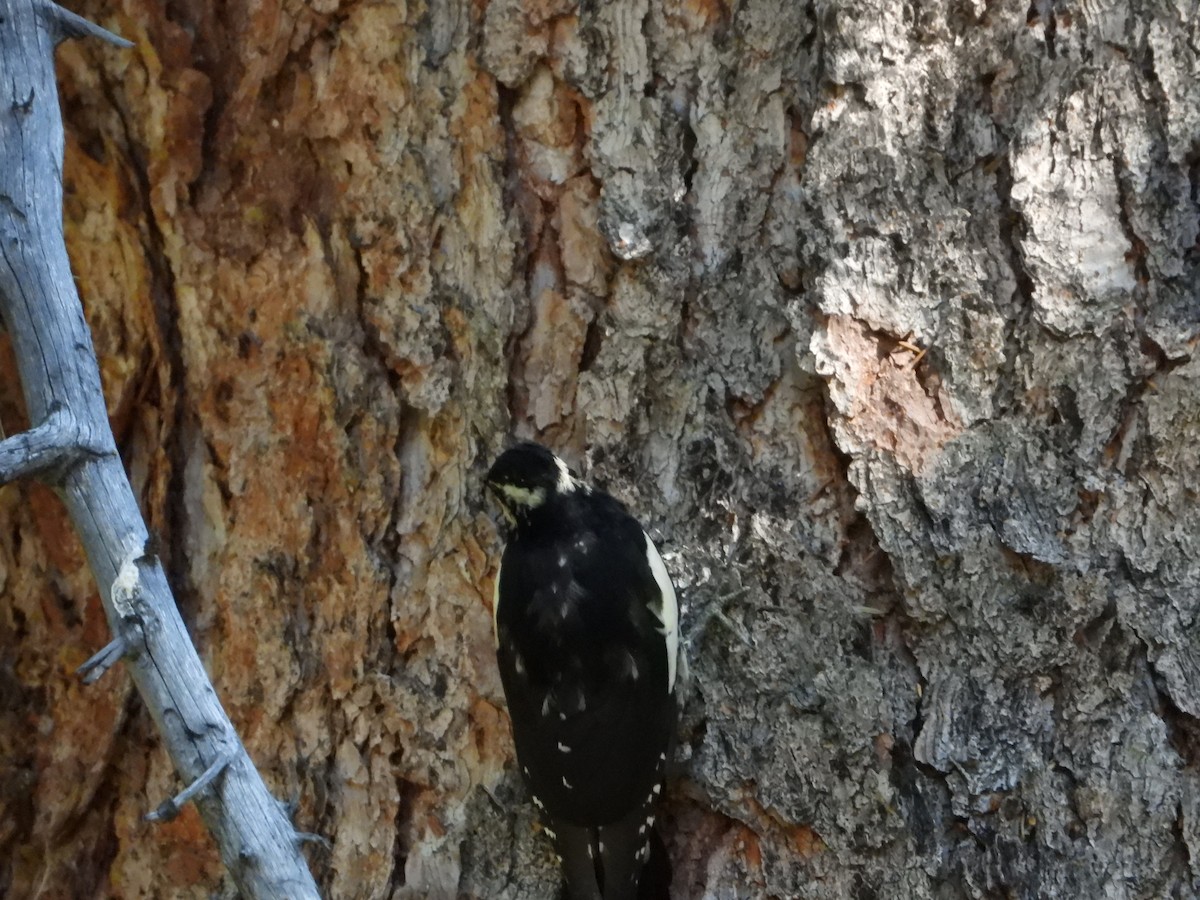 Williamson's Sapsucker - ML623522698