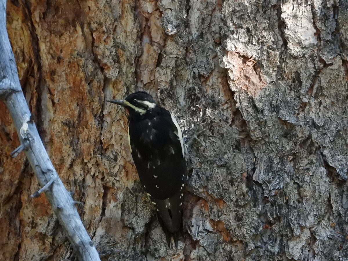 Williamson's Sapsucker - ML623522699