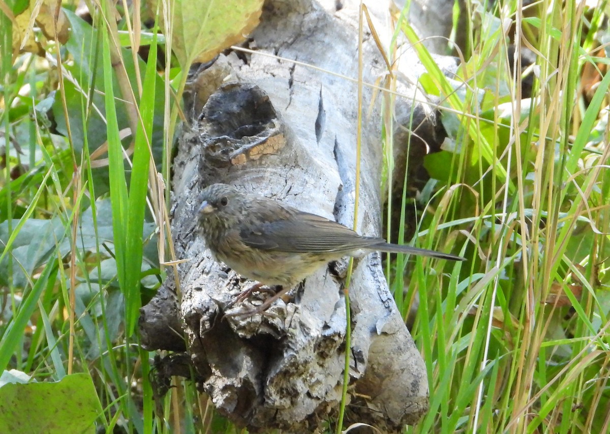 Dark-eyed Junco - ML623522751