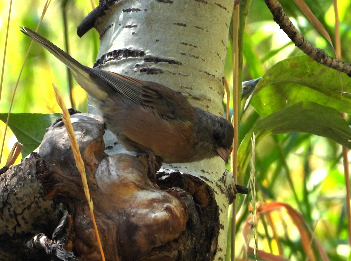 Dark-eyed Junco - ML623522752