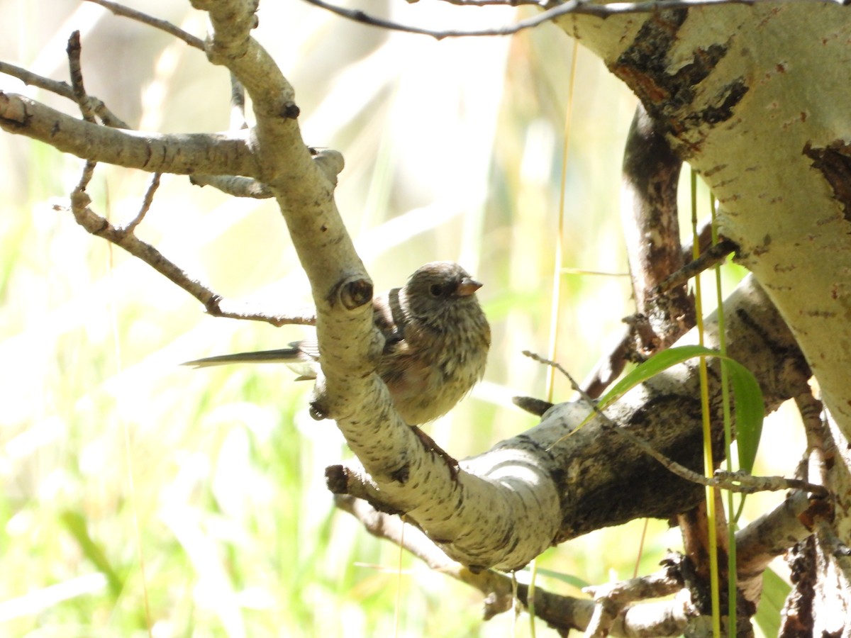 Dark-eyed Junco - ML623522753
