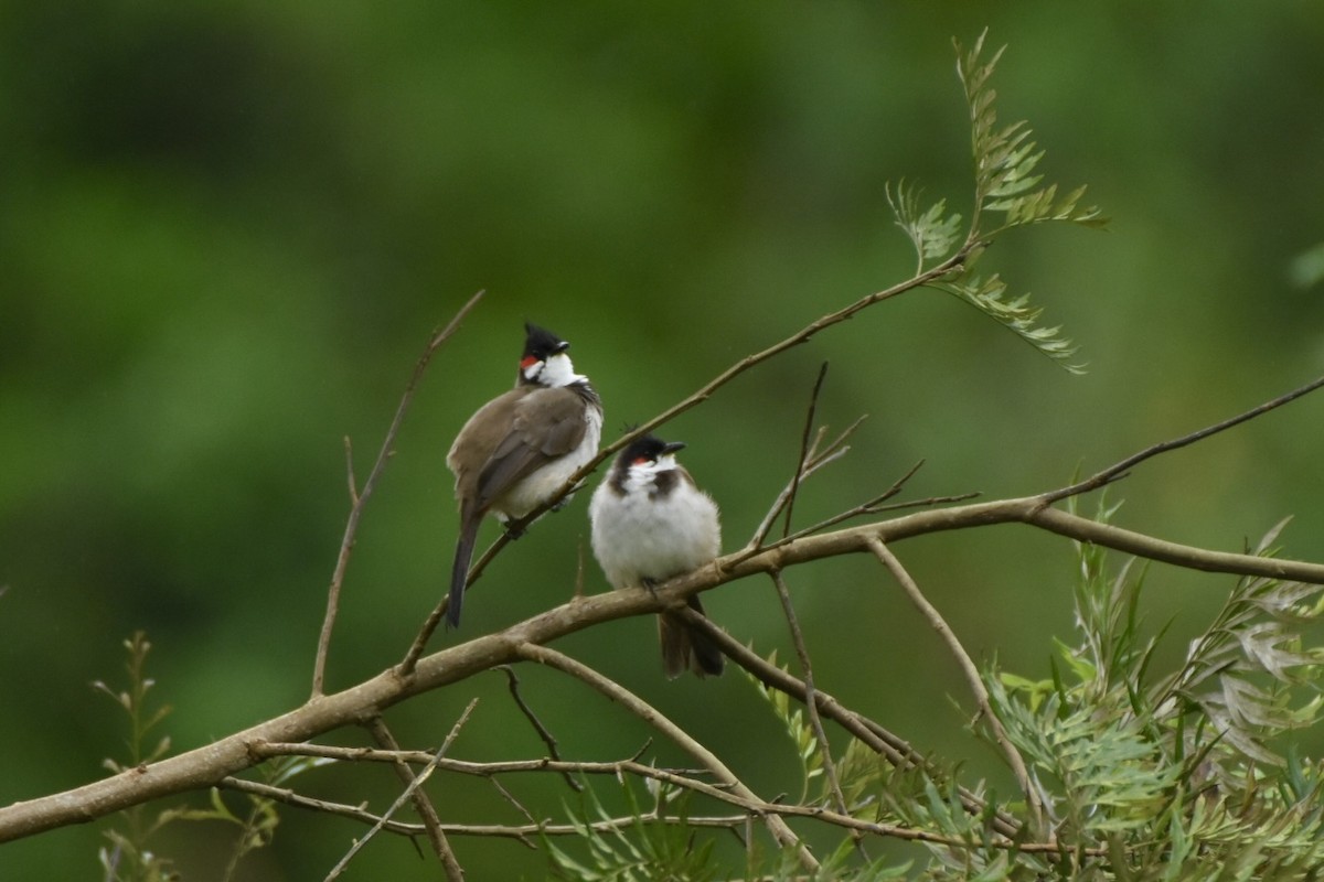 Red-whiskered Bulbul - ML623522757