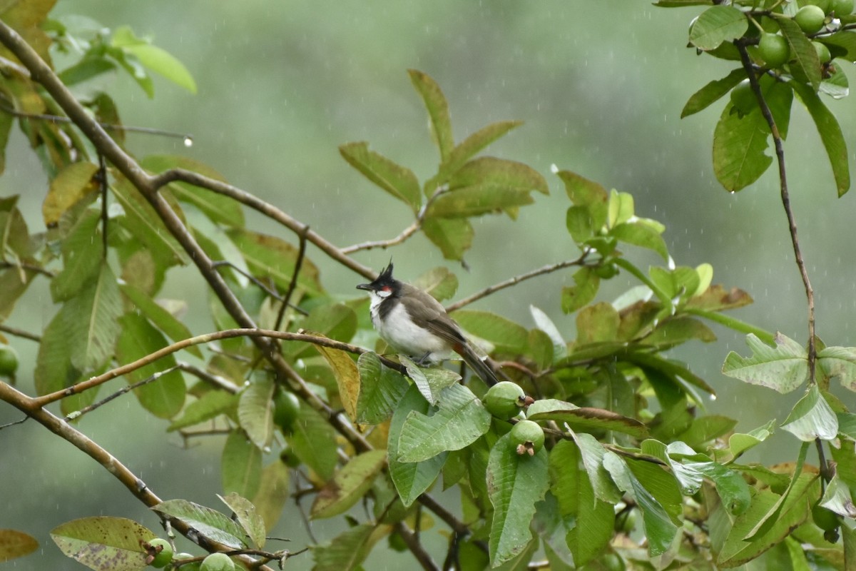 Red-whiskered Bulbul - ML623522758