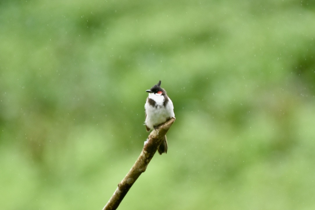 Red-whiskered Bulbul - ML623522759