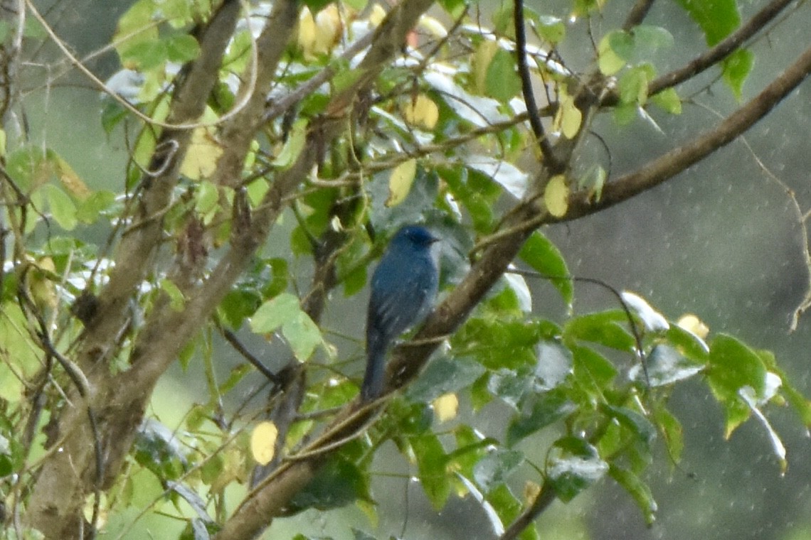 Nilgiri Flycatcher - ML623522796