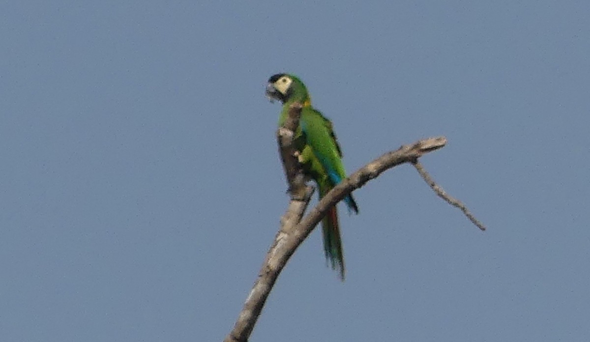 Yellow-collared Macaw - ML623522840