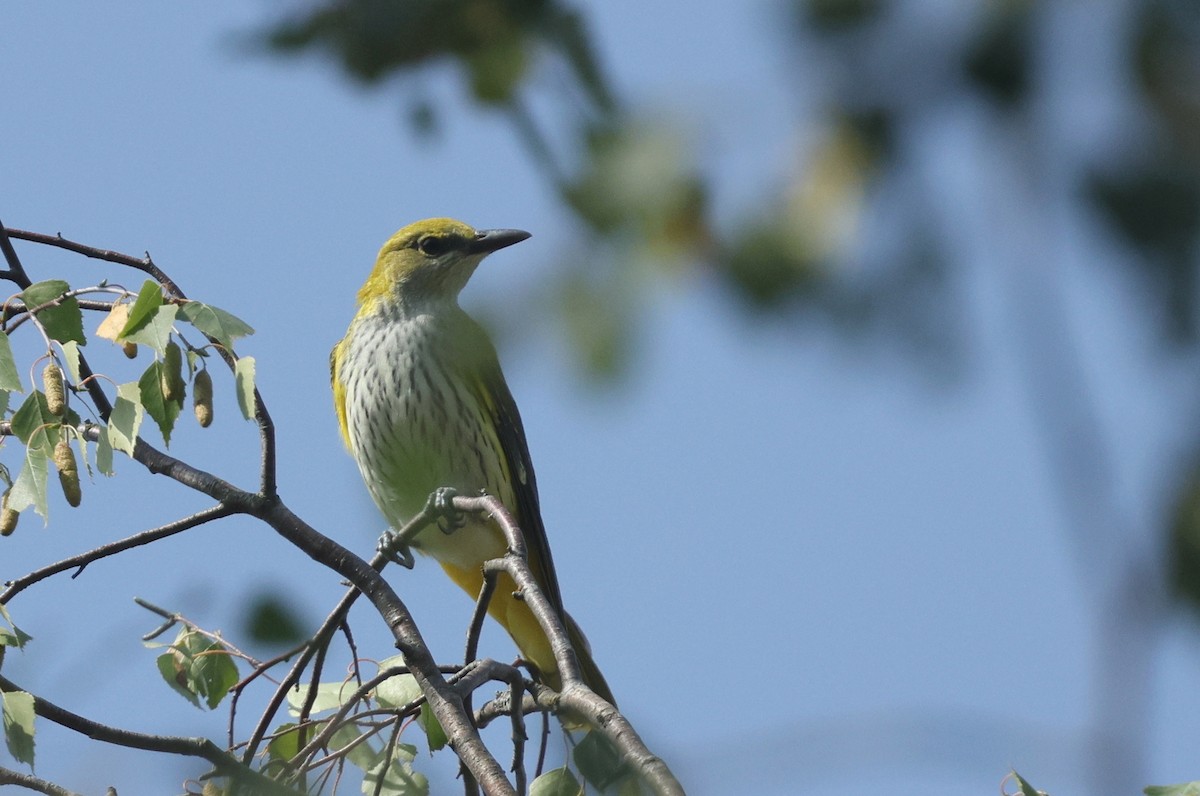 Eurasian Golden Oriole - ML623522884